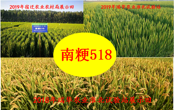 彩霸王中特