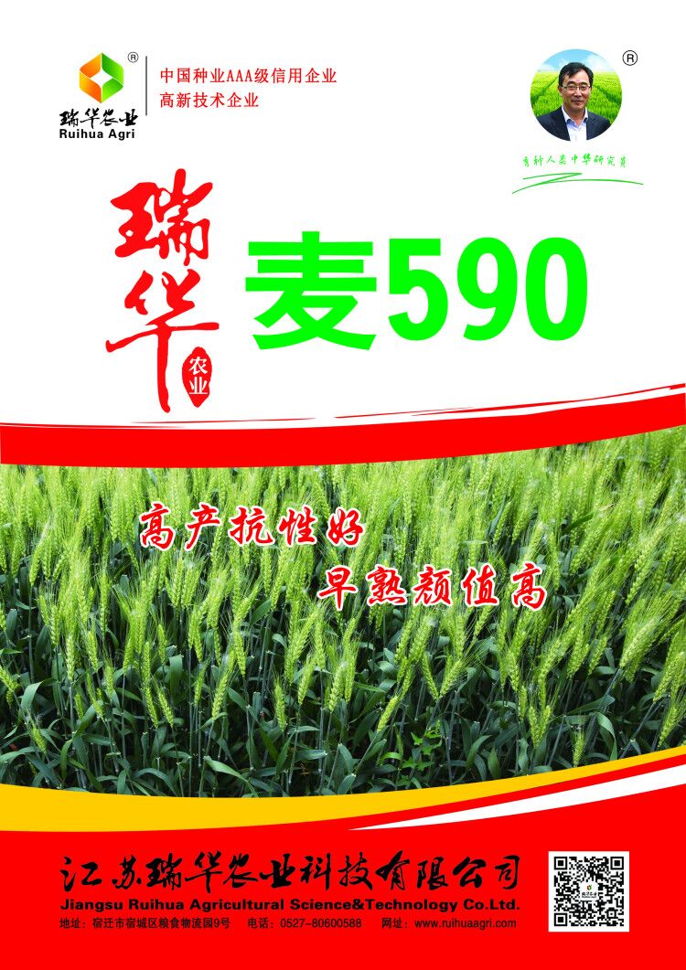 瑞华麦590