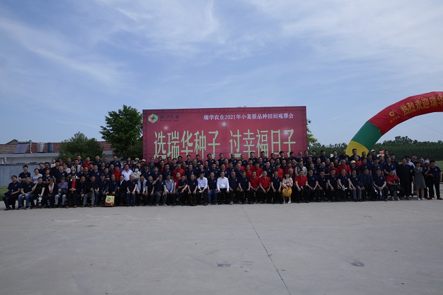 瑞华麦系列新品种强势推出，亮剑黄淮