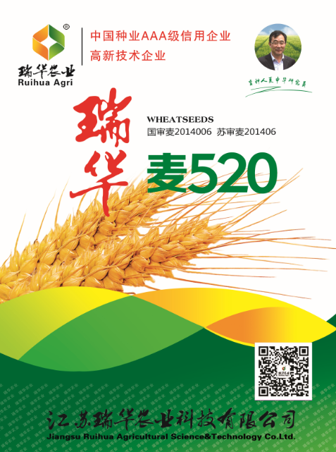 瑞华麦520