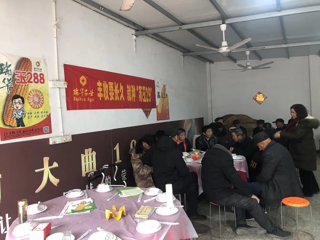 玉米品种种哪个？——就看苏玉29！