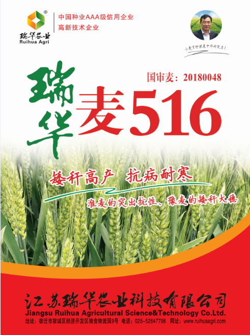 瑞华麦516