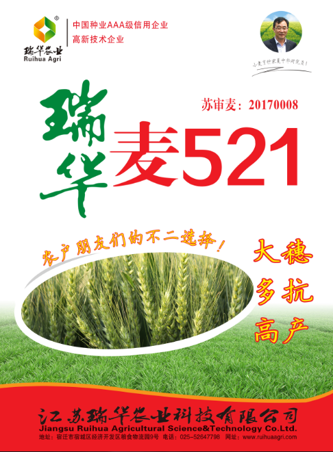 瑞华麦521