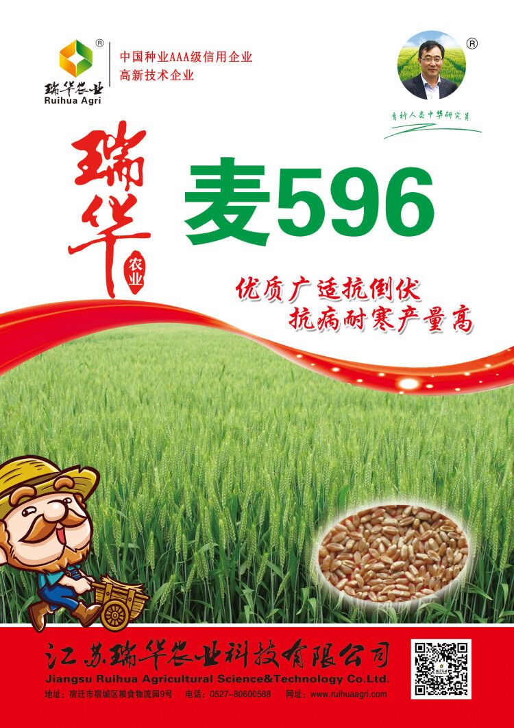 瑞华麦596