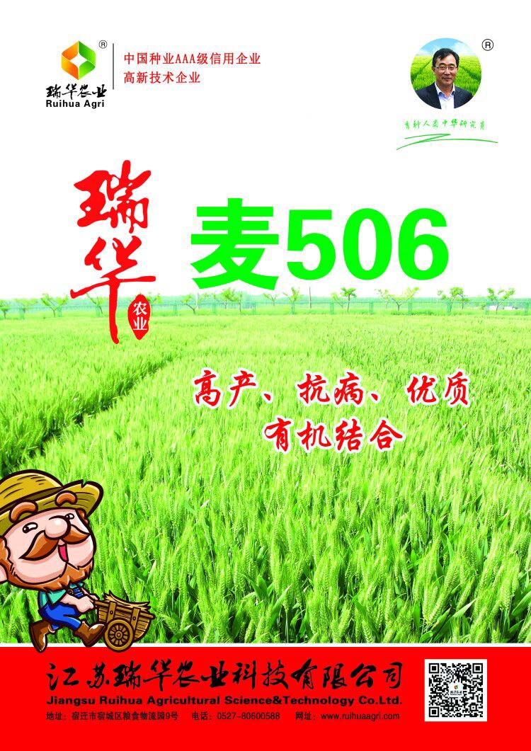 瑞华麦506